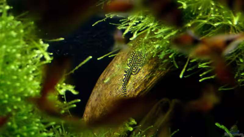 Prachtflossensauger nach dem Einsetzen am 07.12.2018 von ~Marco~ (68)