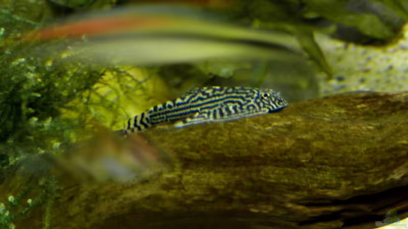 Prachtflossensauger nach dem Einsetzen am 07.12.2018 von ~Marco~ (69)