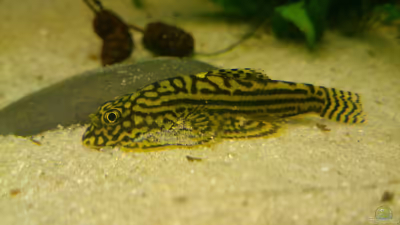 Prachtflossensauger von m.k.b.1983 (12)