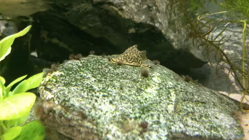 Prachtflossensauger von m.k.b.1983 (15)