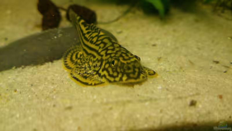 Prachtflossensauger von m.k.b.1983 (18)