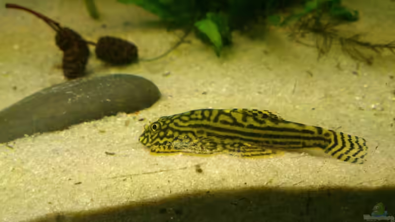 Prachtflossensauger von m.k.b.1983 (20)