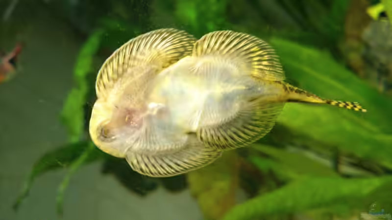 Prachtflossensauger von m.k.b.1983 (21)