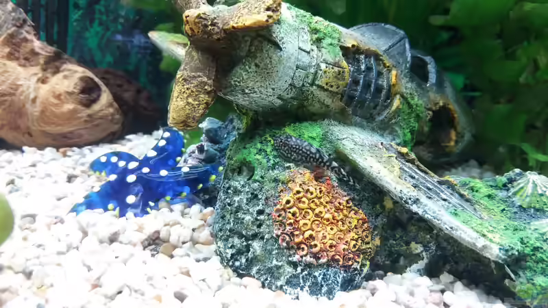 Prachtflossensauger von Ricardo1198 (7)