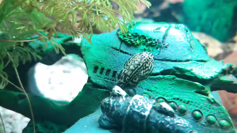 Prachtflossensauger von Ricardo1198 (8)