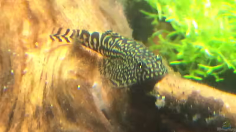 Prachtflossensauger von Wabi (18)