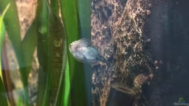 Prachtflossensauger von Wabi (19)