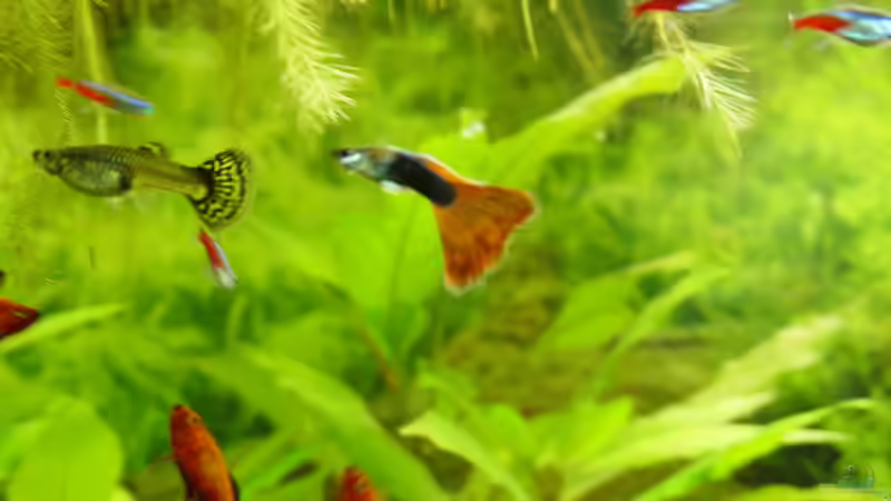 Prachtguppy , Neons , Platys von kleintommy (18)
