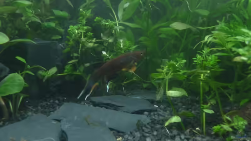 Prachtkärpfling Männchen von AquaNRW (16)