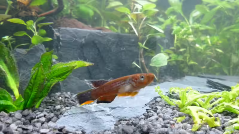 Prachtkärpfling Männchen von AquaNRW (17)