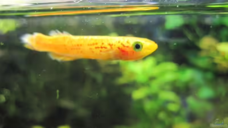 Prachtkärpfling von cammarus (14)