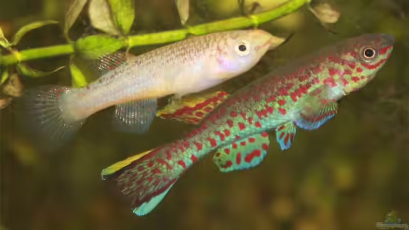 Aquarien mit Aphyosemion australe (Bunter Prachtkärpfling)