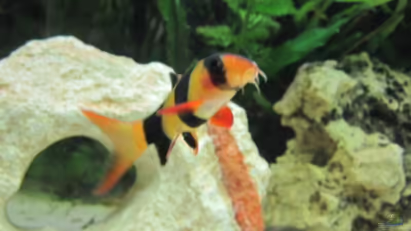 Prachtschmele von Skalar Fan (21)