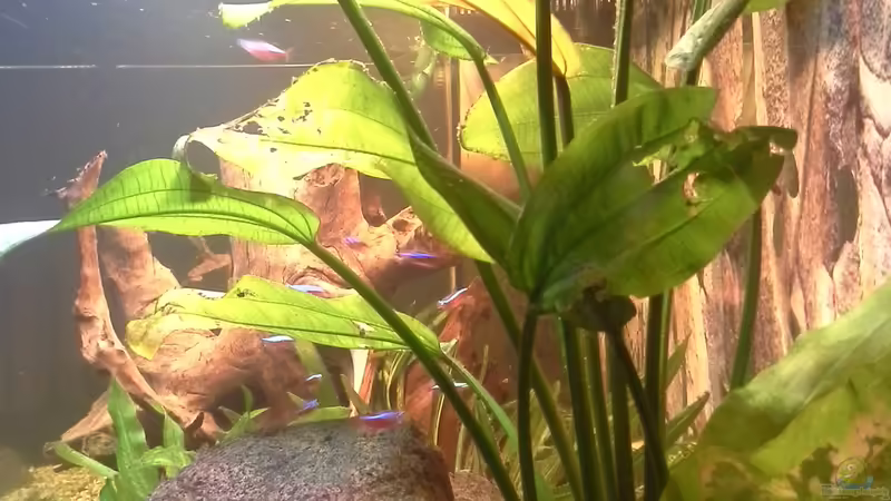 Prachtschmerle bei schlafen von Kunibert Schäfer (28)