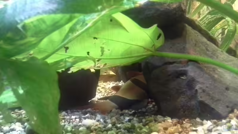 Prachtschmerle beim schlafen von Kunibert Schäfer (30)