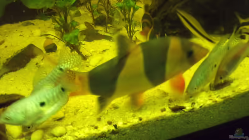 Prachtschmerle ca. 18 cm von lupusmedicus (23)