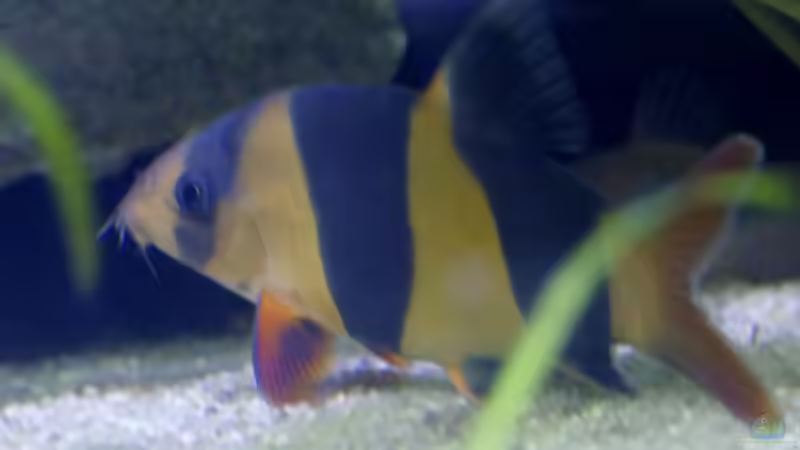 Prachtschmerle (Chromobotia macracanthus) von Ravenclaw57 (55)