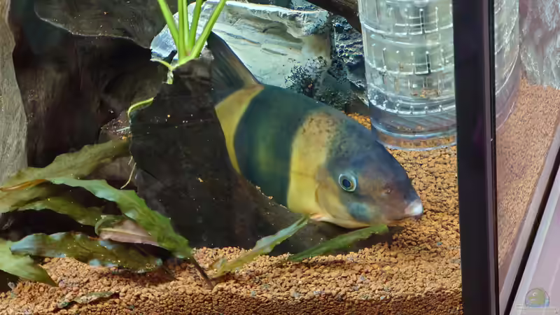 Prachtschmerle mit Beule an der Nase  von Stefan von Oettingen (27)