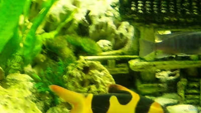 Prachtschmerle von 47 Malawi (24)