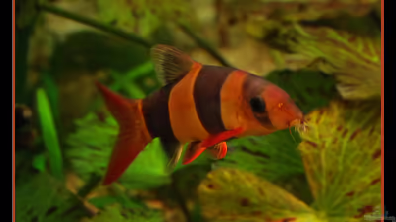 Prachtschmerle von Daniel Nimmervoll (20)