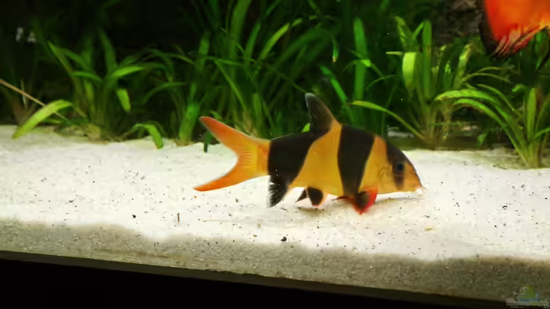 Prachtschmerle von Frank Krüger (21)