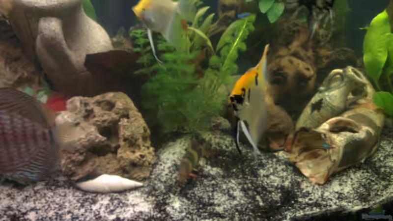 prachtschmerle von Franz Napf (7)