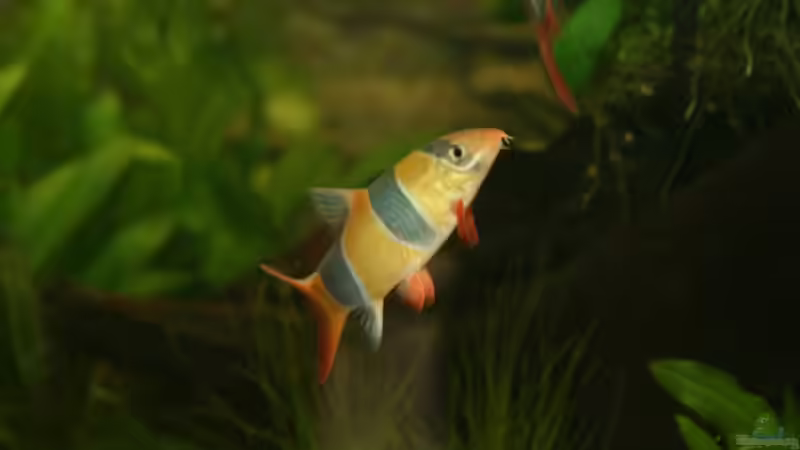 Prachtschmerle von Michael Schilling (18)