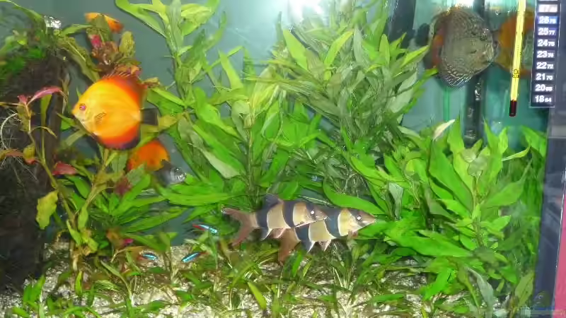 Prachtschmerle von Michi 82 (19)