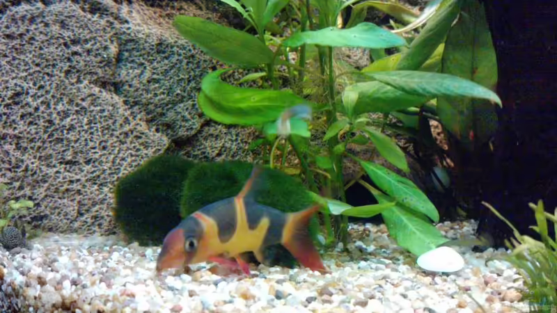 Aquarien mit Schmerlen (Einrichtungsbeispiele für Schmerlen Aquarium)