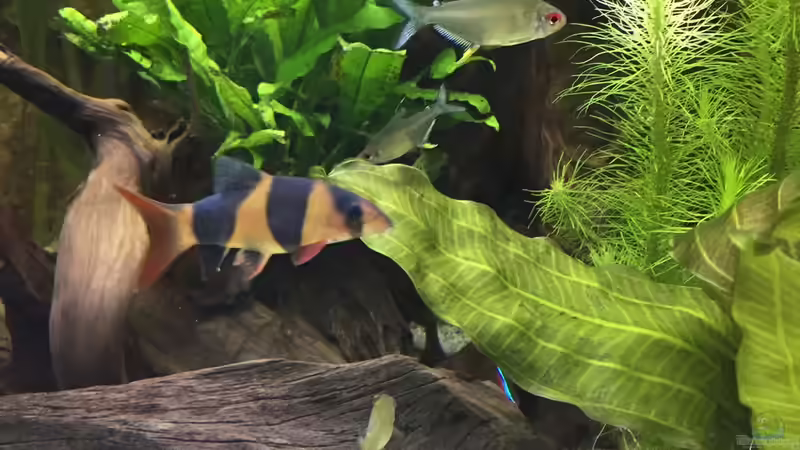 Aquarien mit Schmerlen (Einrichtungsbeispiele für Schmerlen Aquarium)