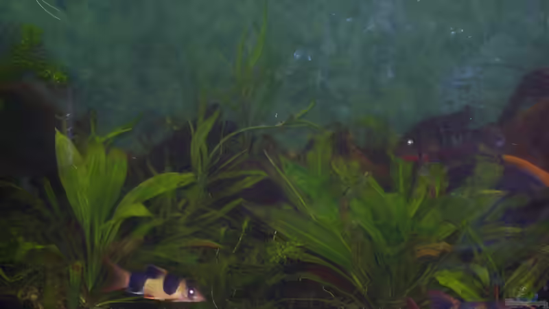 Prachtschmerlen  von Clippi (8)