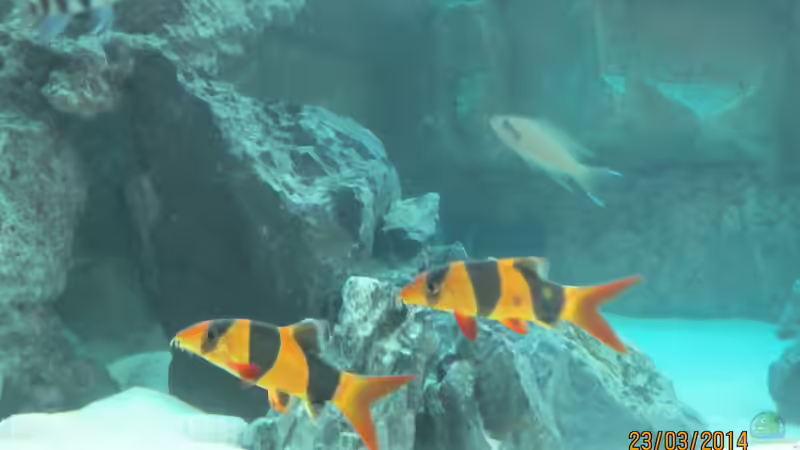 Aquarien mit Schmerlen (Einrichtungsbeispiele für Schmerlen Aquarium)