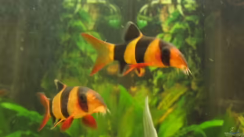 Prachtschmerlen <3 ( in meinen alten Becken )  von Skalar Fan (6)