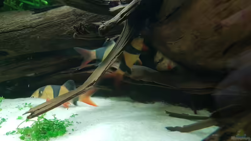 Prachtschmerlen am Höhlen-Eingang von Mark1234 (7)