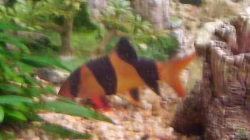 Prachtschmerlen-Mänchen seit April 06 auf 9cm Länge gewachsen von André Lenz (9)