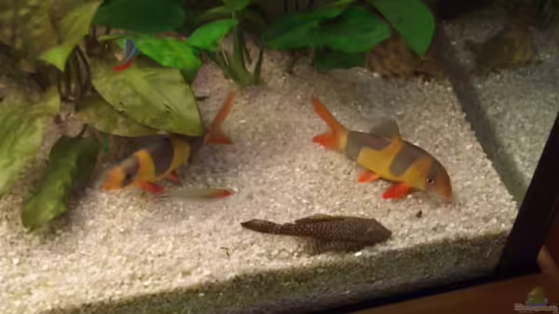 Prachtschmerlen und Welse von Robert Ellinger (25)