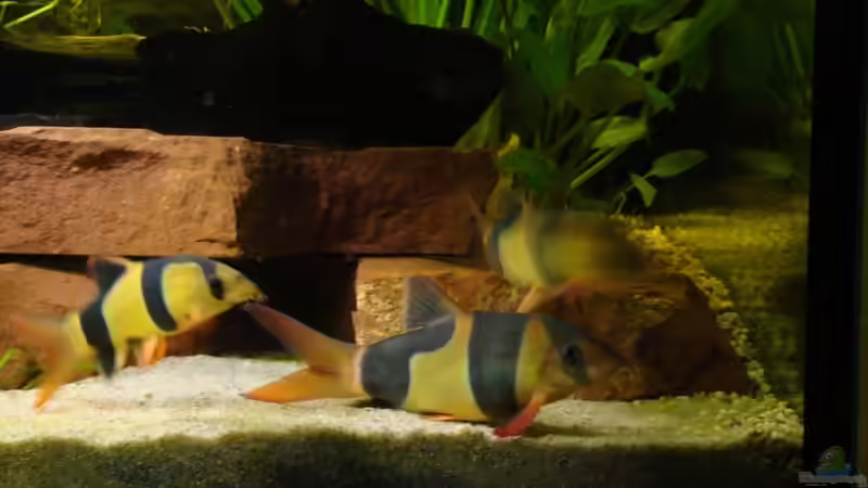 Prachtschmerlen von bernie-124 (12)