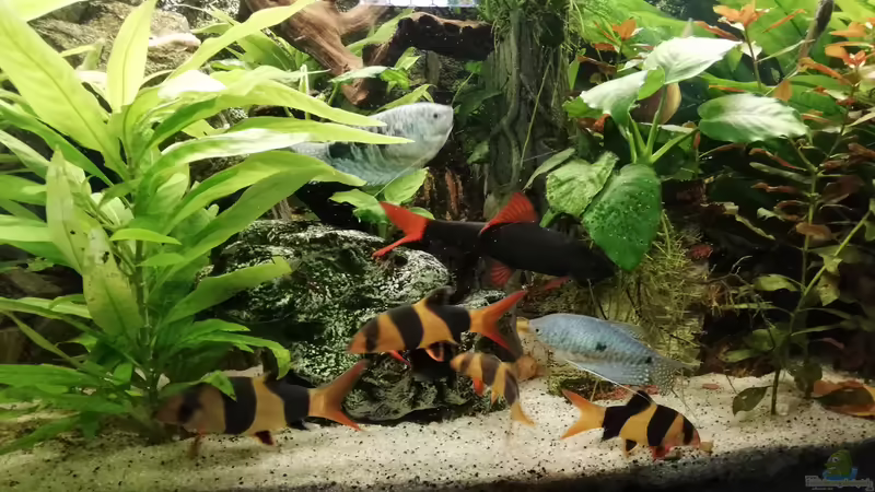 Prachtschmerlen von Chinese Inai (42)