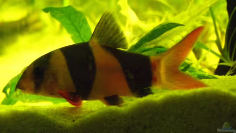 Prachtschmerlen von Sado-Uwe (27)