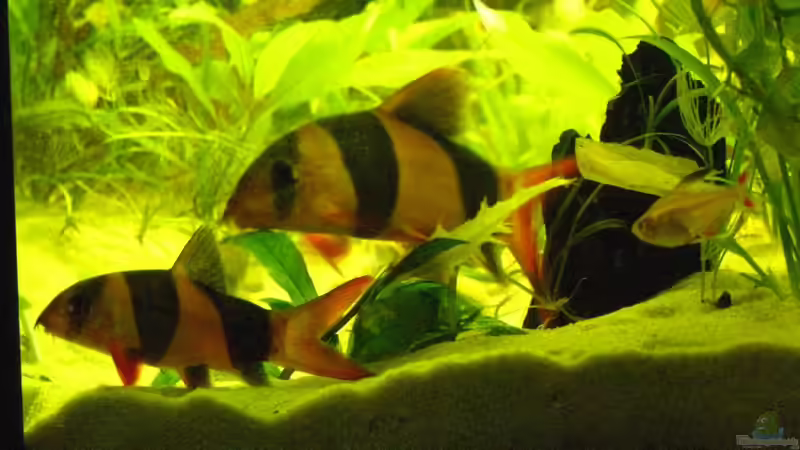 Prachtschmerlen von Sado-Uwe (29)