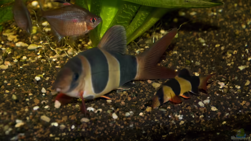 Prachtschmerlen von Verkaufe mein Aquarium (17)