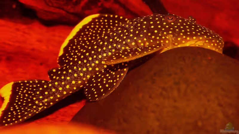 Prachtvolle Welse bei Altamira, der L 18 / Baryancistrus xanthellus 