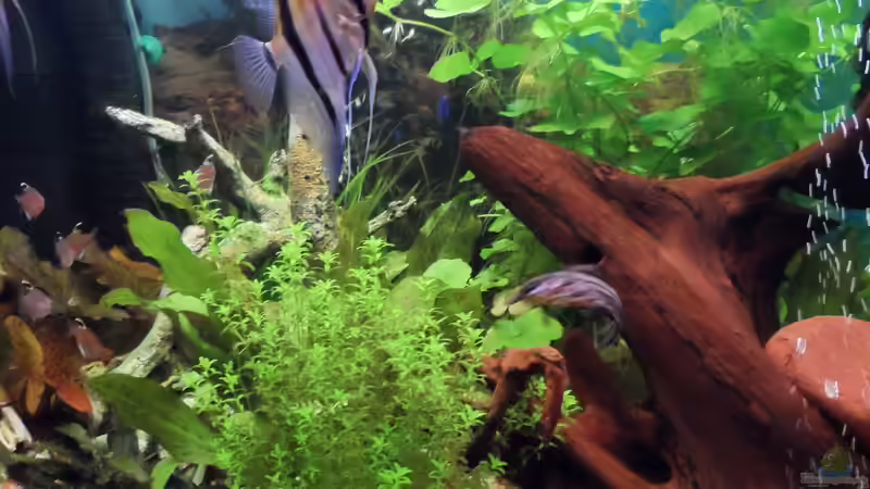 prächtieger Wuchs von S04Peter (8)