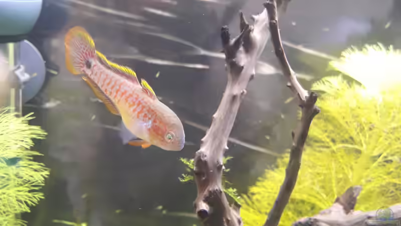 Prächtig, dieser Gause von Glücksscherbe (19)