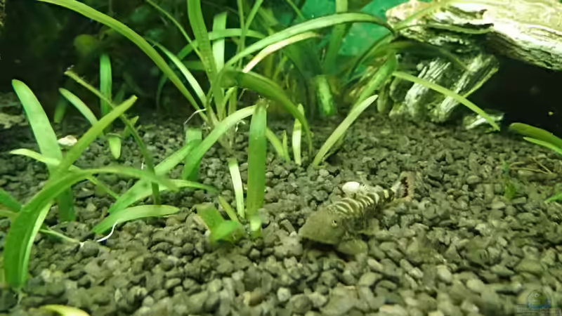 prächtiger Flossensauger von aqua david (26)