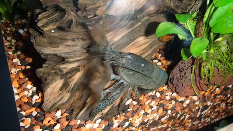 prächtiges Tier Atya gabonensis von Pflanzennarr (62)