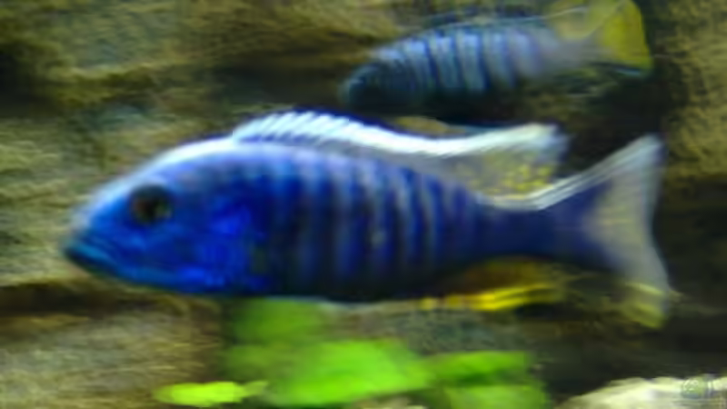 prächtiges Tier! das kommt leider auf dem Bild nicht rüber... von Heiko Röder (11)