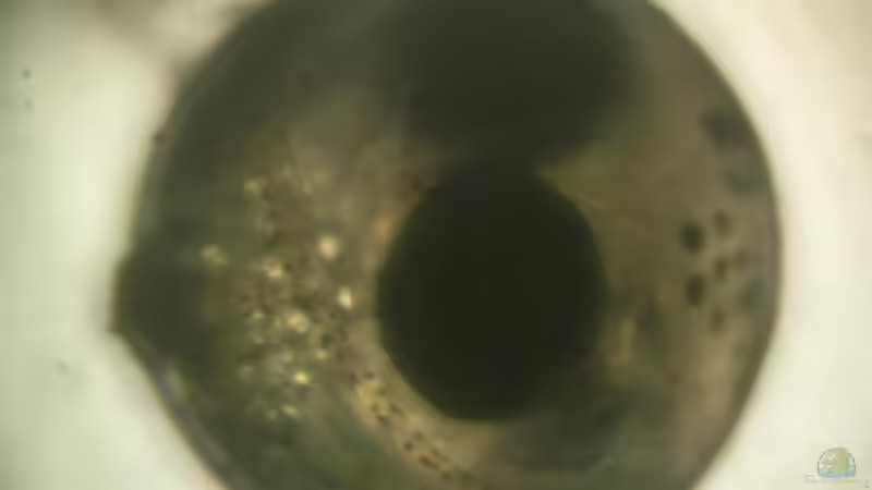 Praecox-Ei von Der Analyst (23)