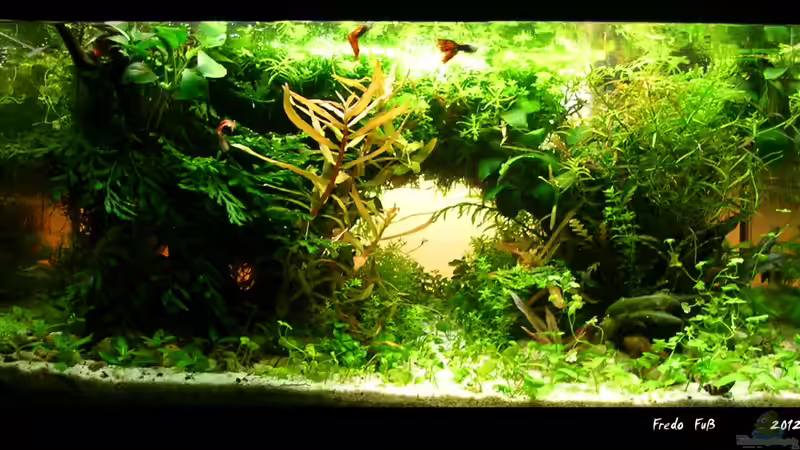 Prinzessin Lillyfisch im Juni 3 von Fredo Fuss (8)