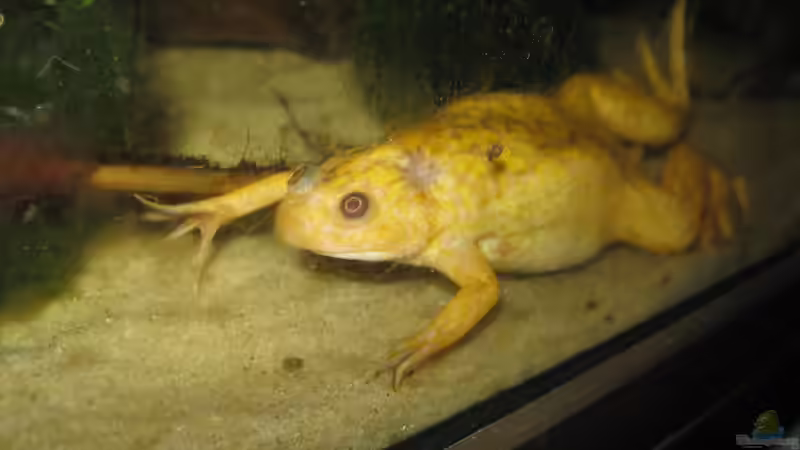 Prinzessin Renaldine von Braunschweig haben wir am 04.05.2013 aus dem Tierheim Branschweig von Jenny (18)